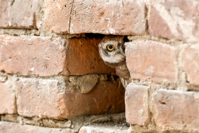 Picture of an owl peeking out of a hole in a brick wall