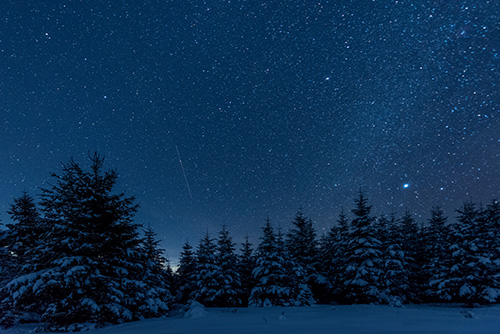 Picture of a forest on a snowy evening